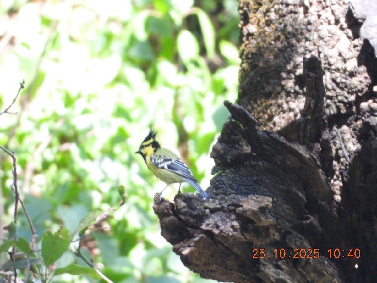Himalayan Black-lored Tit - ML644111067