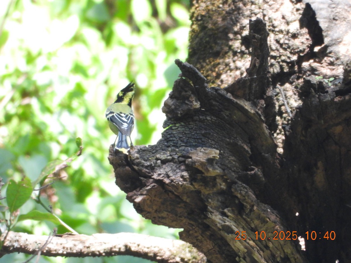 Himalayan Black-lored Tit - ML644111068