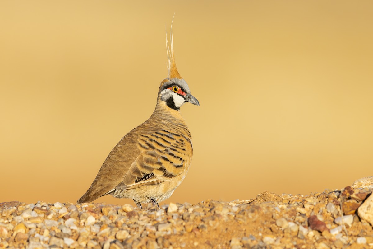 Rotschopftaube - ML644111070