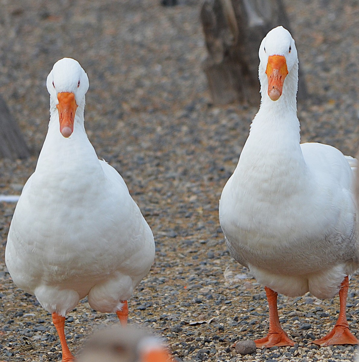 tamgås (domestisert Anser sp.) - ML644111077