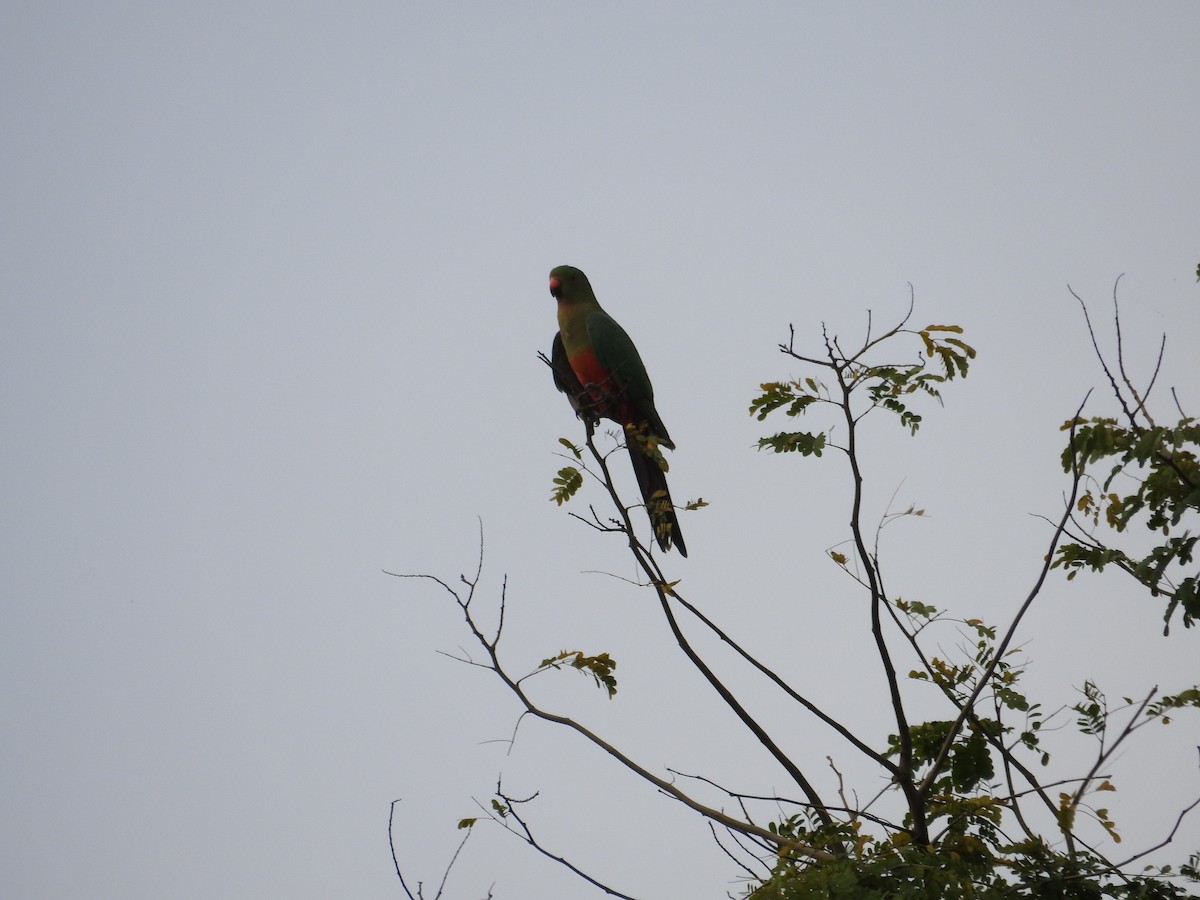 Australian King-Parrot - ML644111078
