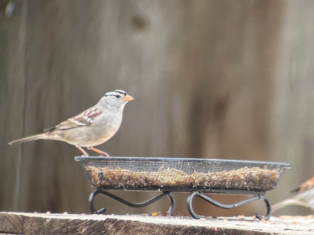 strnadec bělopásý - ML644111081