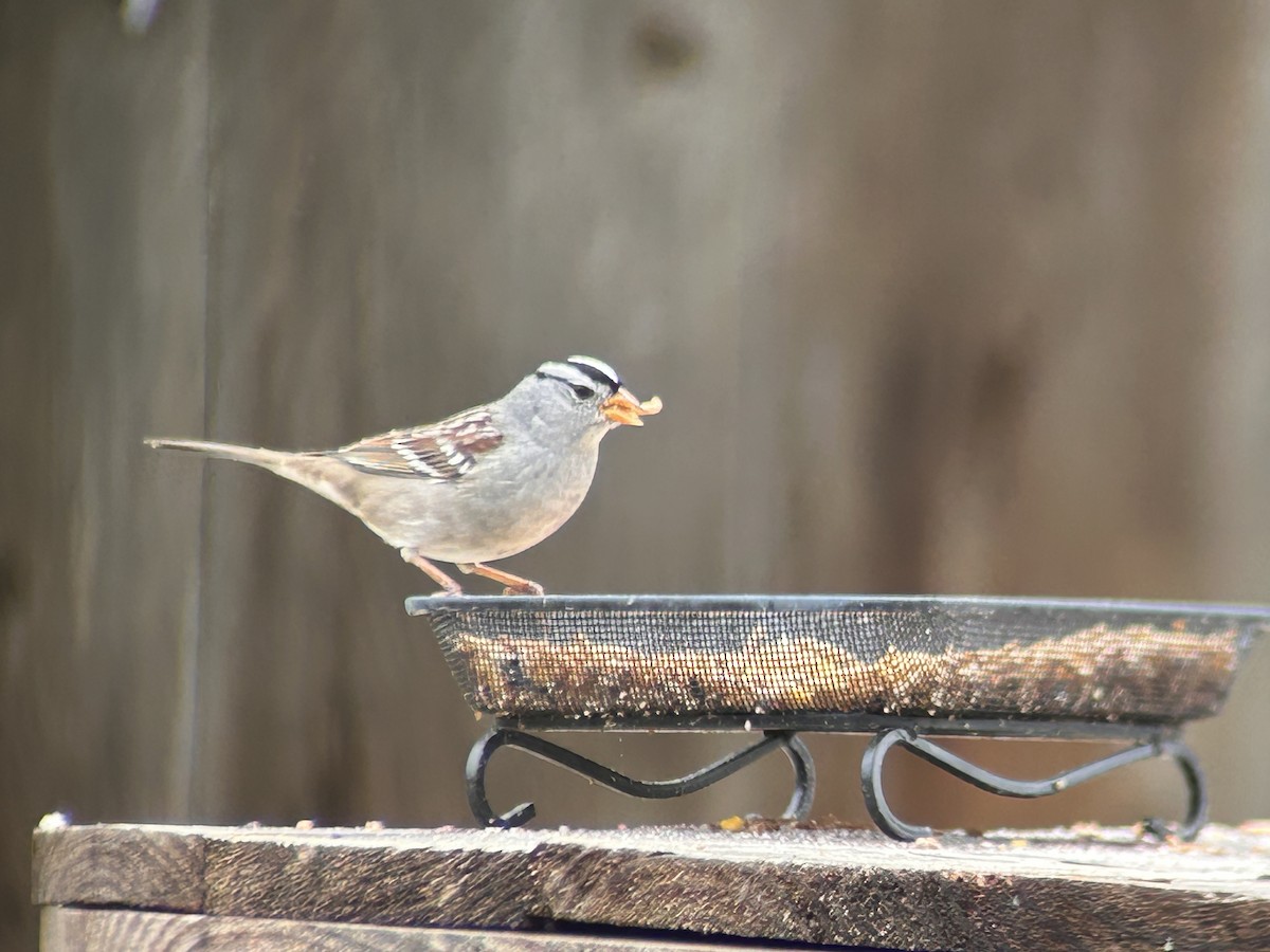 strnadec bělopásý - ML644111082