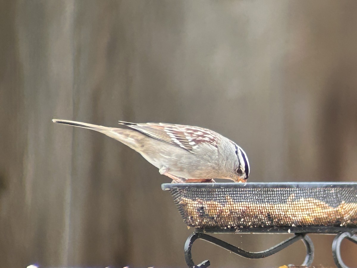 strnadec bělopásý - ML644111083