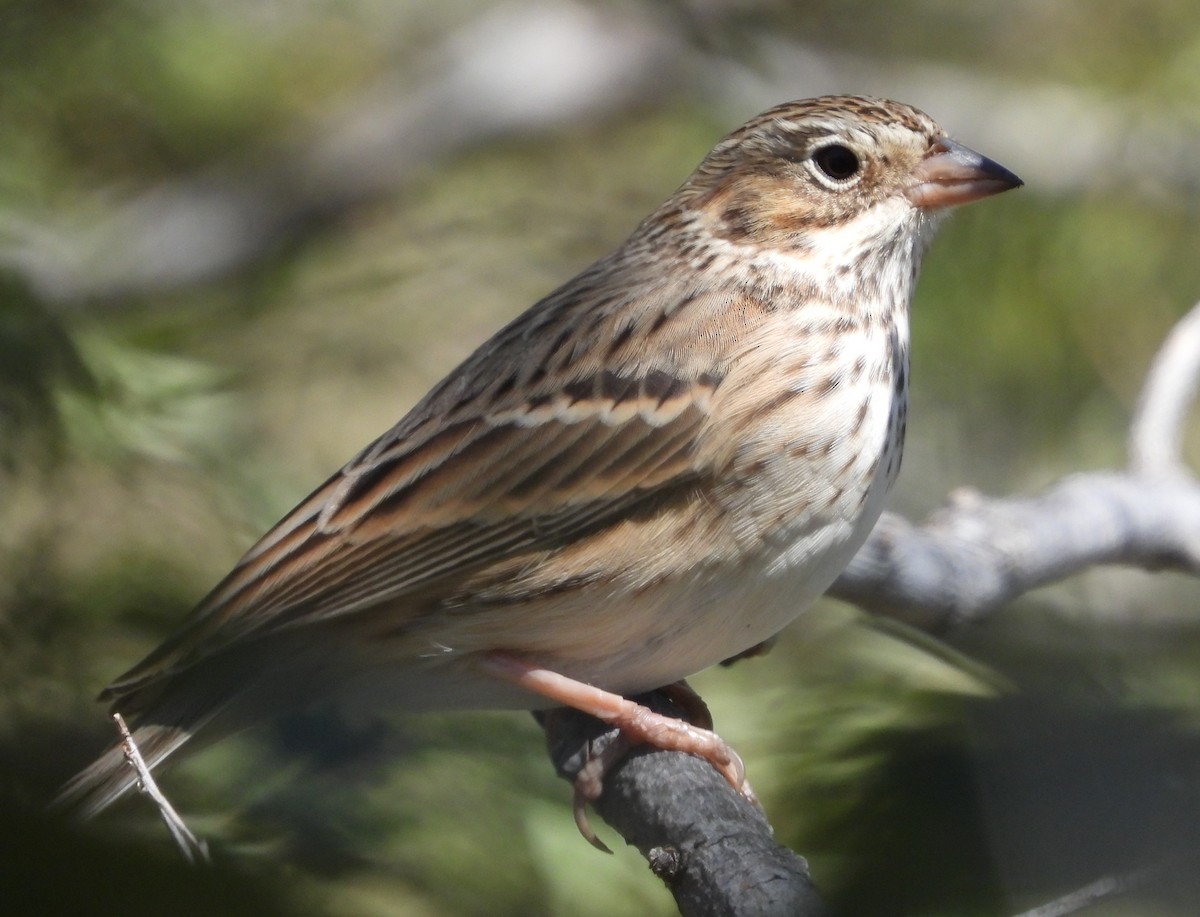 Vesper Sparrow - ML644111084