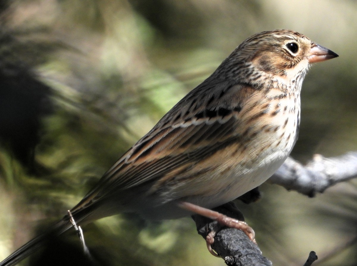 Vesper Sparrow - ML644111085