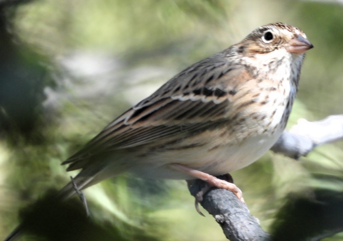 Vesper Sparrow - ML644111086