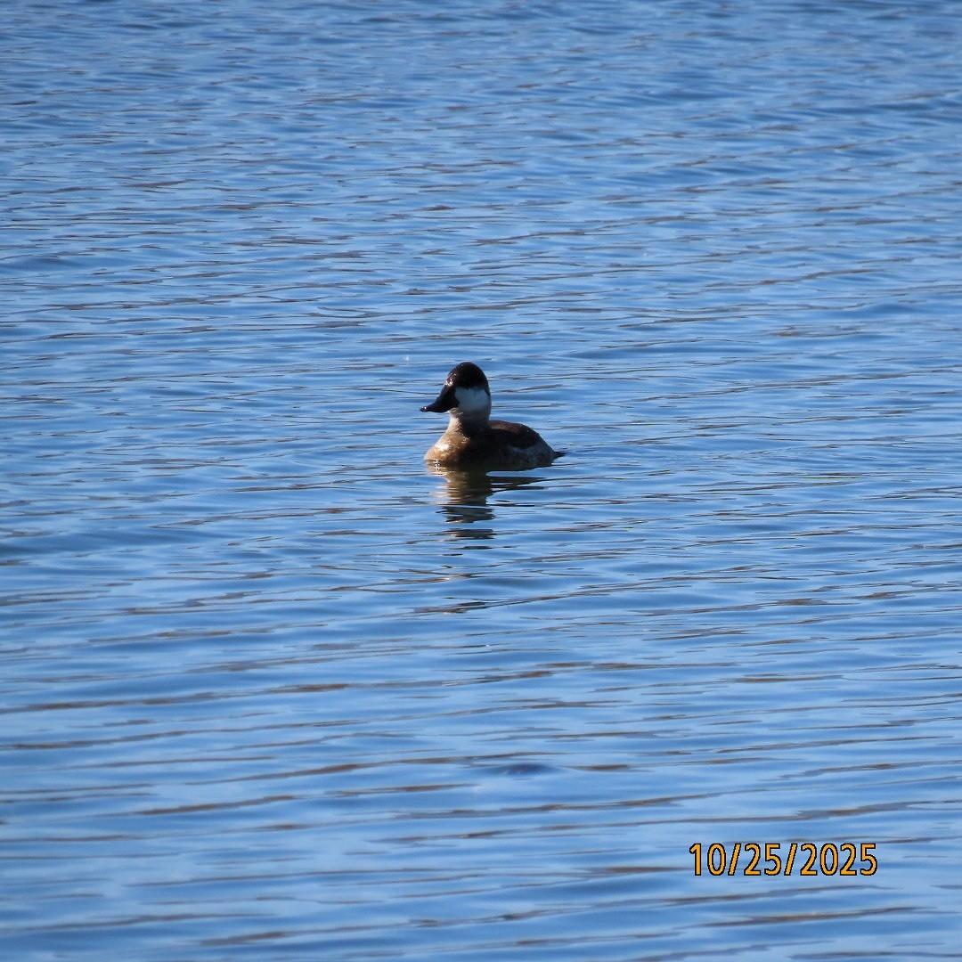 Ruddy Duck - ML644111087