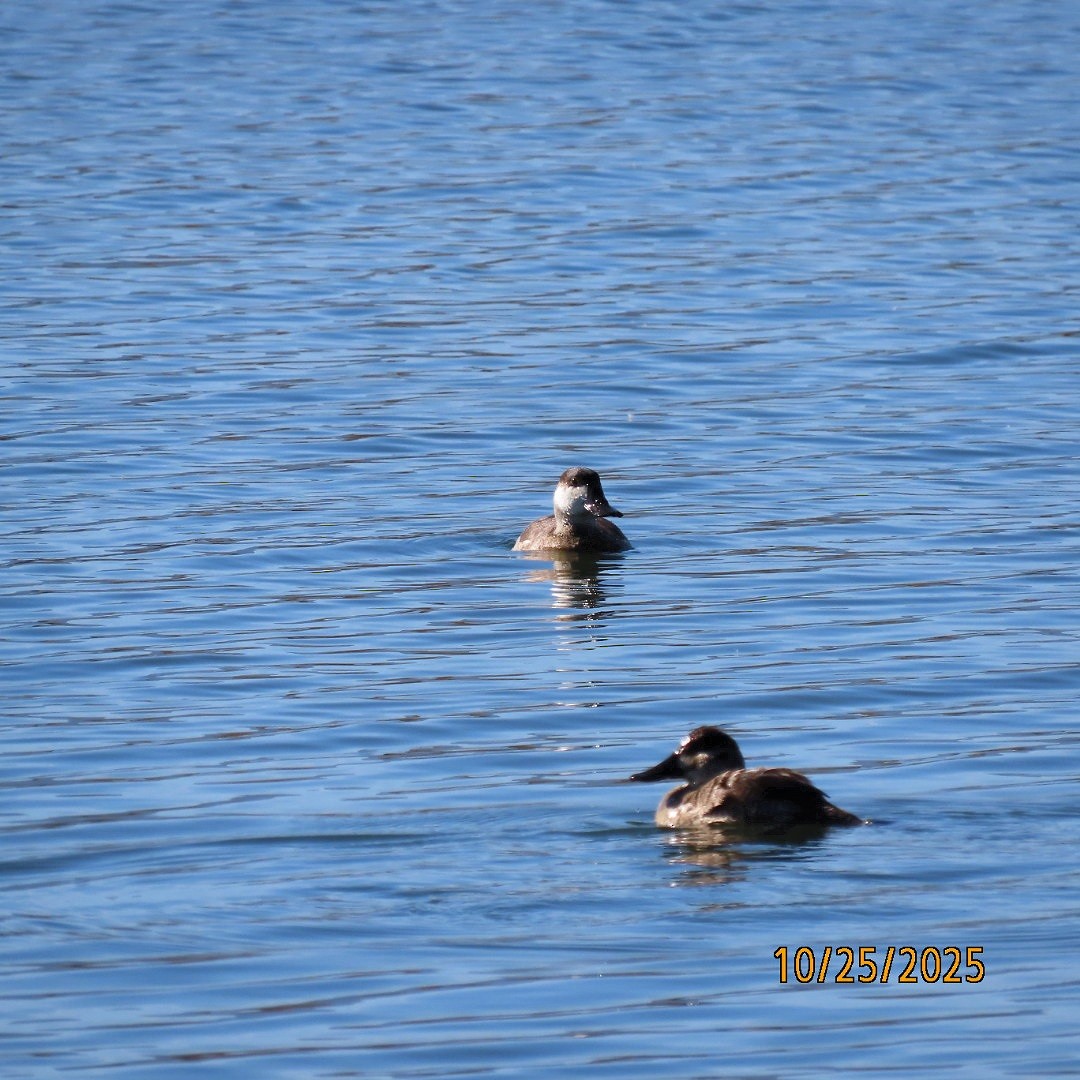 Ruddy Duck - ML644111088