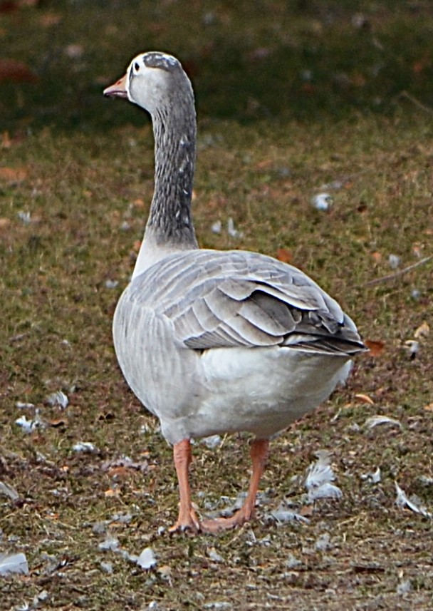 tamgås (domestisert Anser sp.) - ML644111092