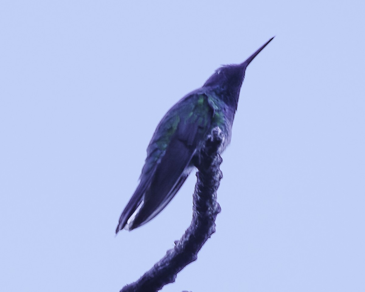 Colibri thalassin - ML644111093