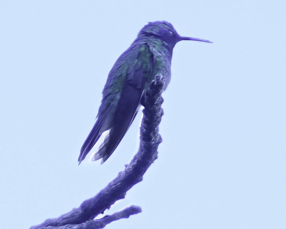 Colibri thalassin - ML644111095