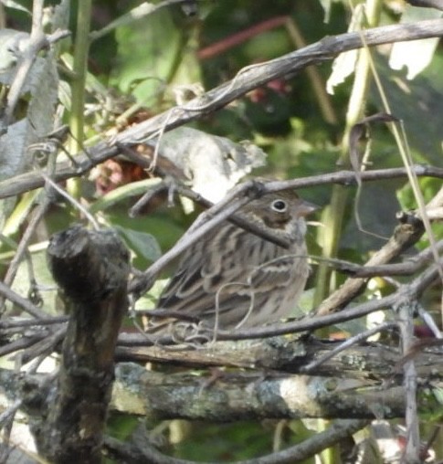 Vesper Sparrow - ML644111100