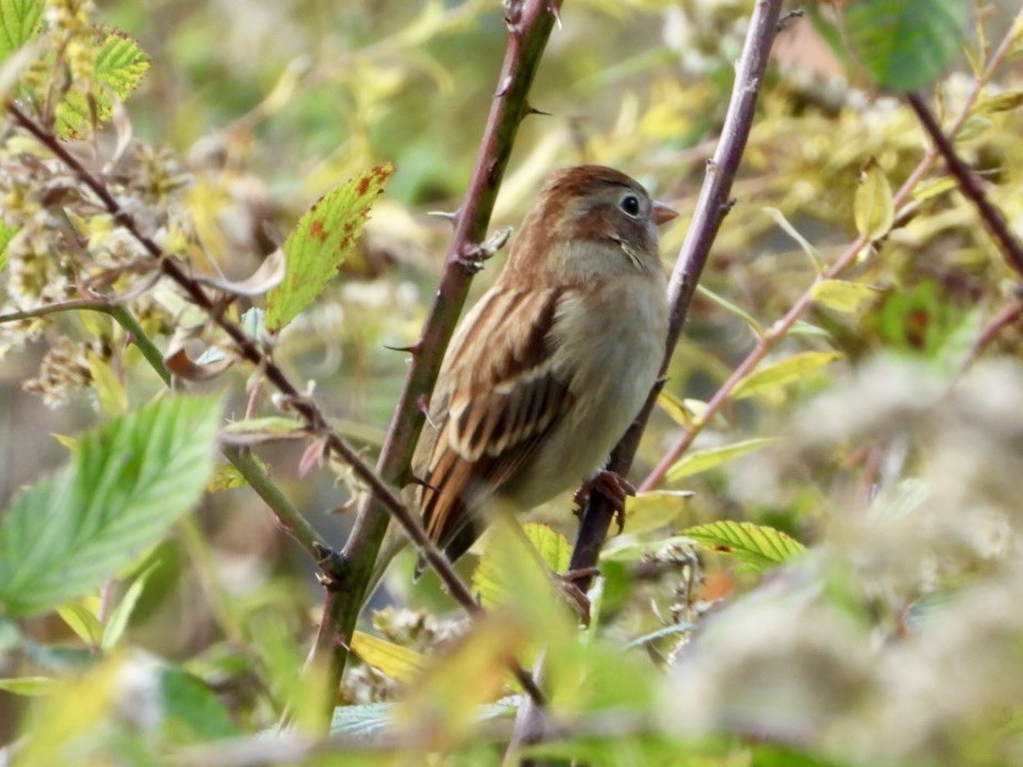 Field Sparrow - ML644111101