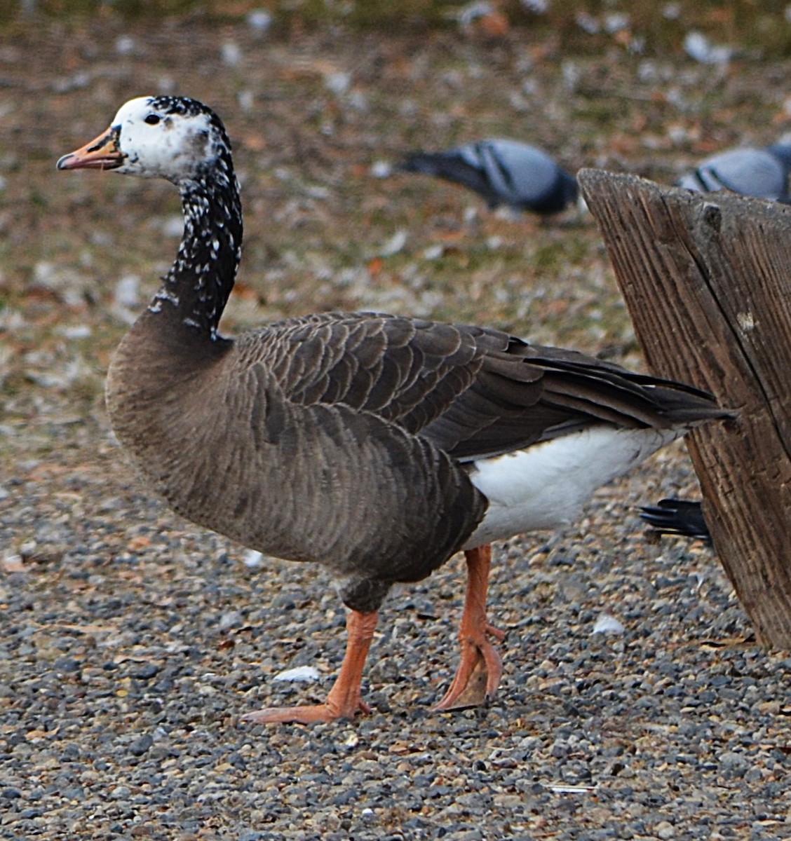 tamgås (domestisert Anser sp.) - ML644111112