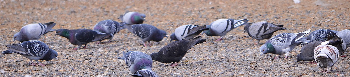 Rock Pigeon (Feral Pigeon) - ML644111127