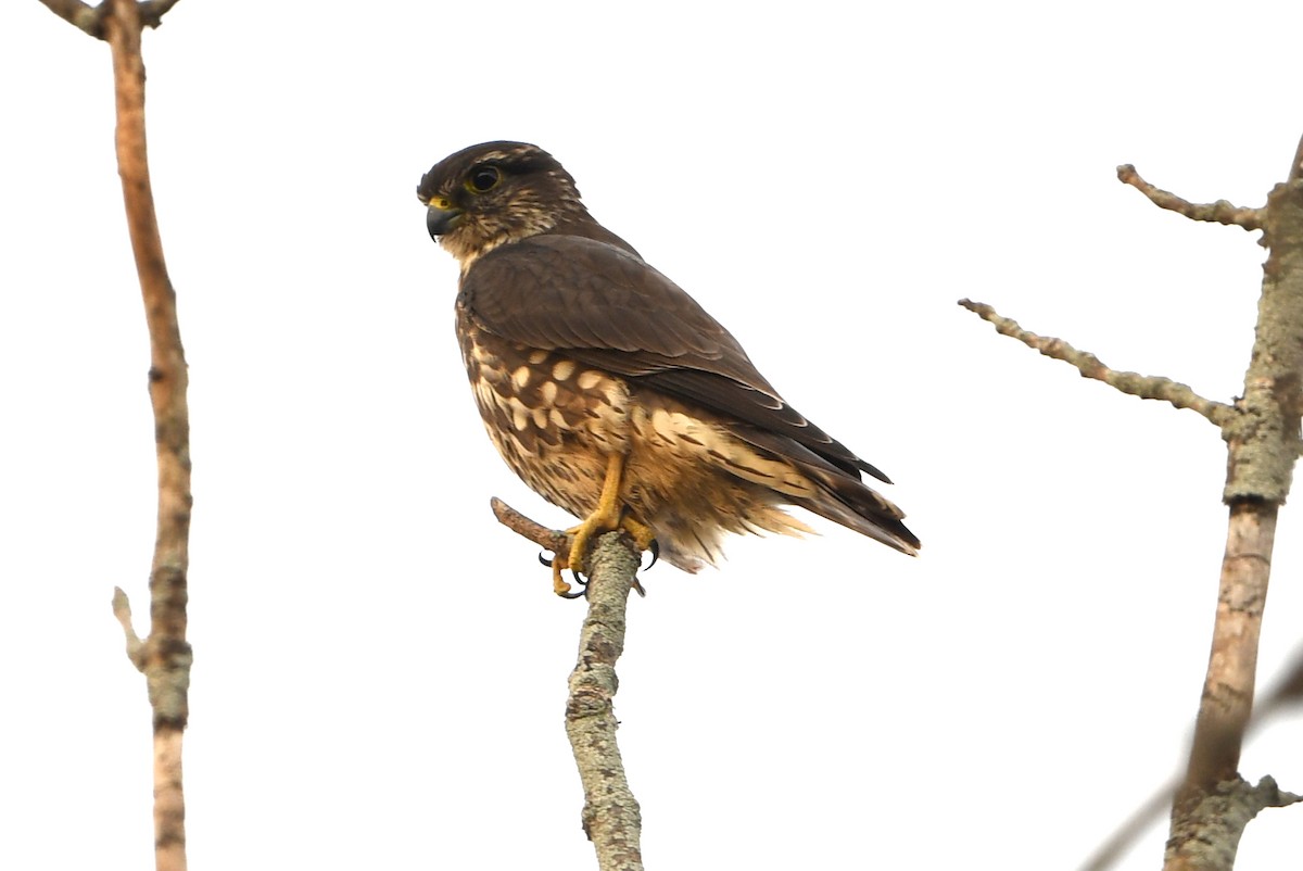 Підсоколик малий - ML644111128