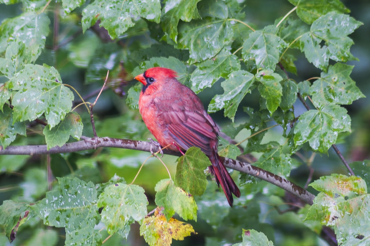 Cardinal rouge - ML644111129