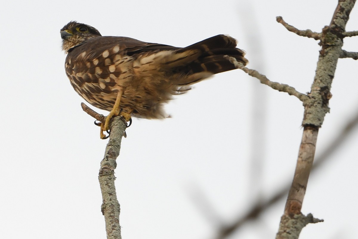 Підсоколик малий - ML644111130