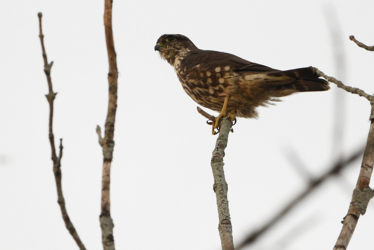 Підсоколик малий - ML644111132