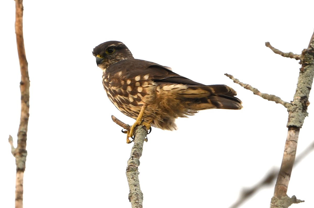 Підсоколик малий - ML644111133