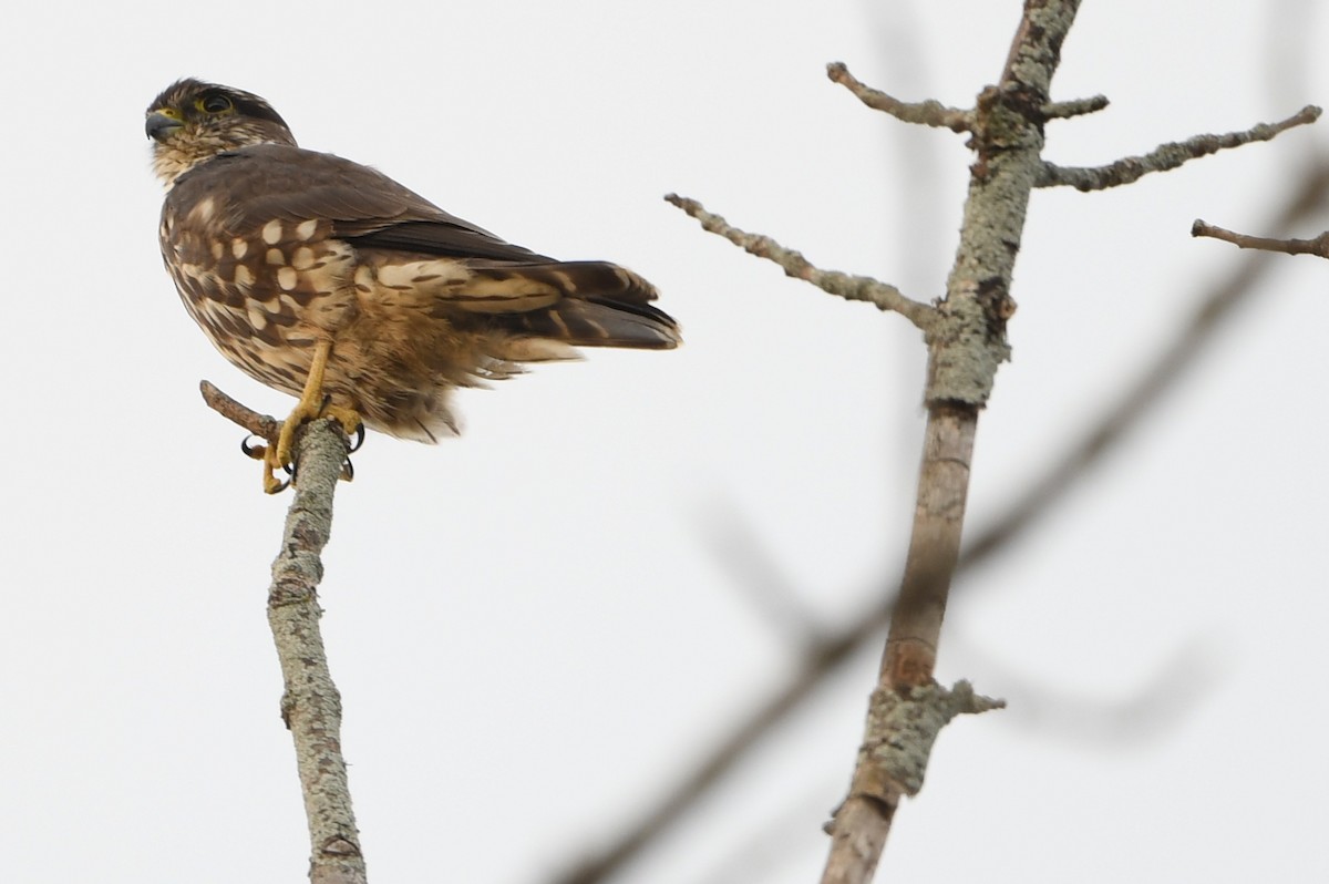 Підсоколик малий - ML644111134