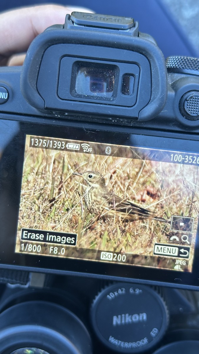 American Pipit - ML644111135