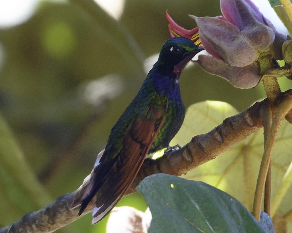 Garnet-throated Hummingbird - ML644111162