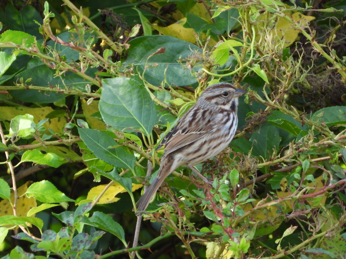 Song Sparrow - ML644111187