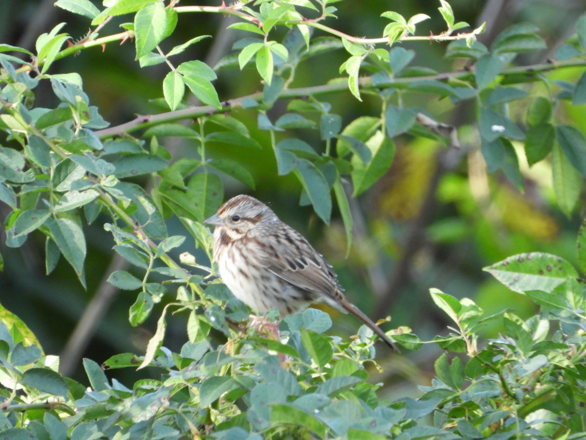 Song Sparrow - ML644111188