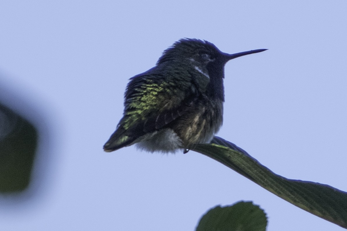 Bumblebee Hummingbird - ML644111193