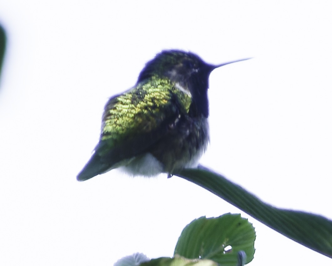 Bumblebee Hummingbird - ML644111194