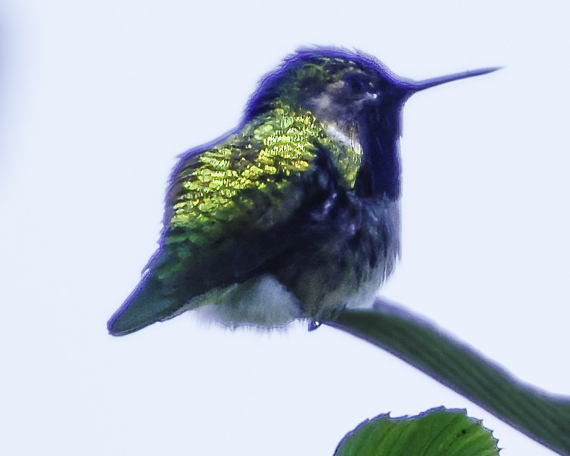 Bumblebee Hummingbird - ML644111195