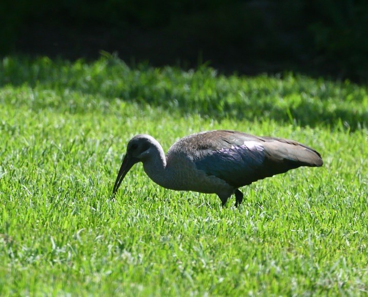 Ibis hagedash - ML644111260
