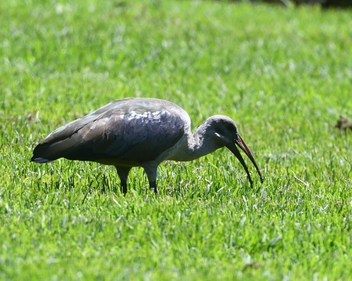 Ibis hagedash - ML644111265