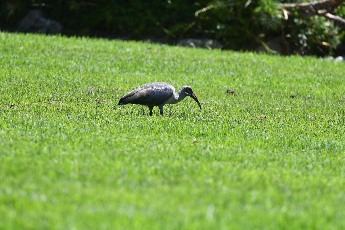 Ibis hagedash - ML644111276