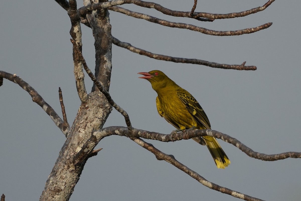 Green Oriole - ML644111279