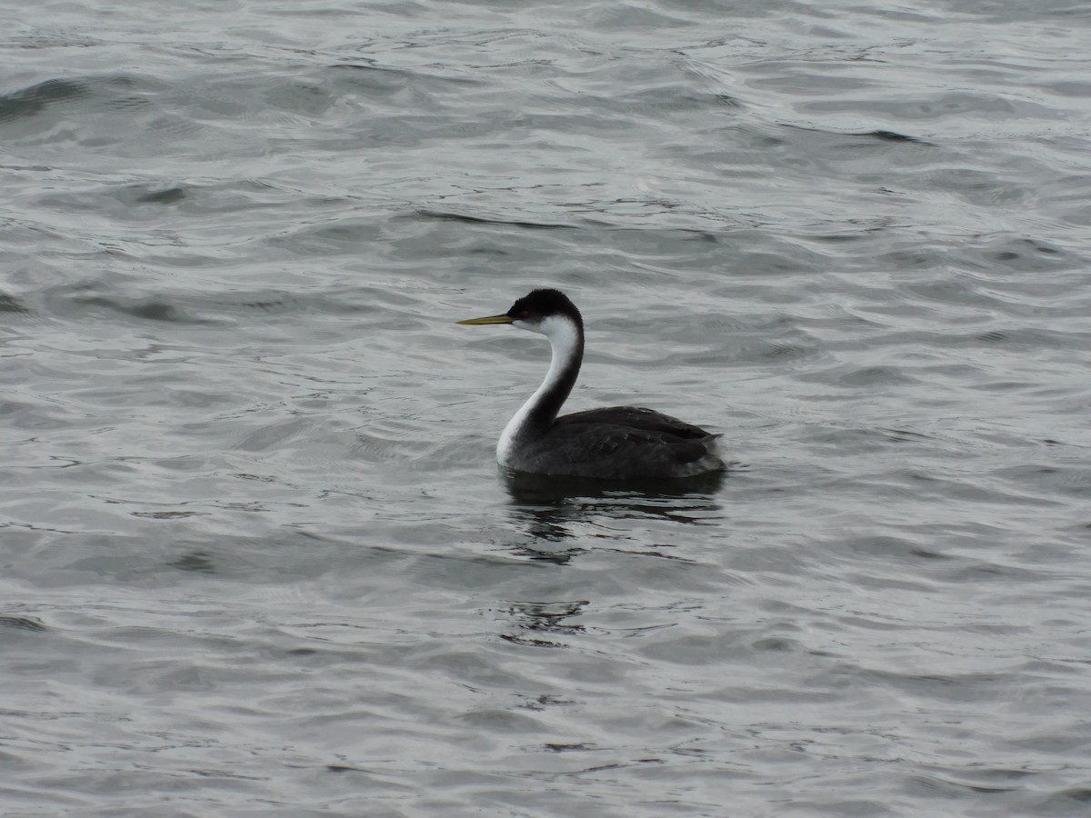 Western Grebe - ML644111284