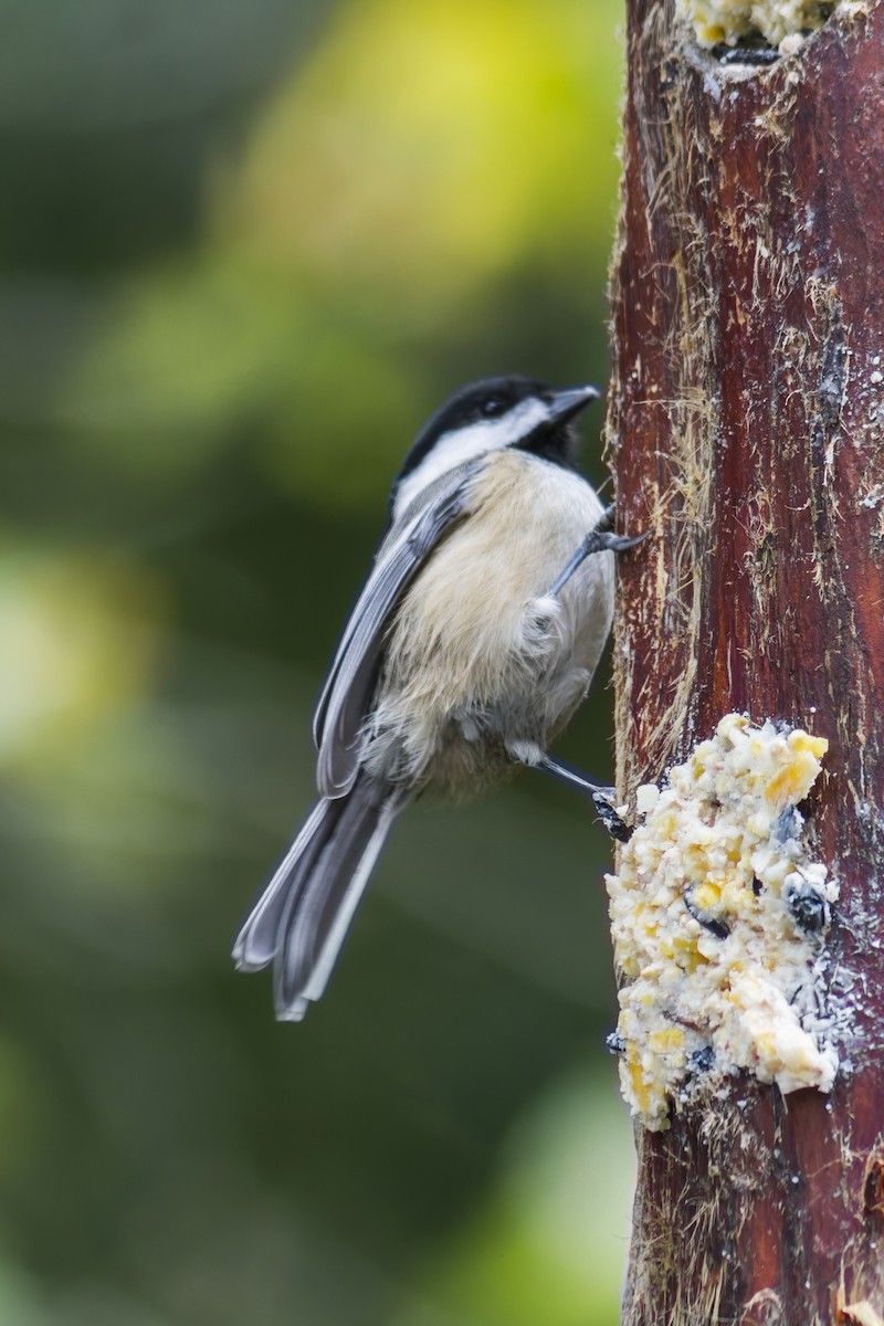 Mésange à tête noire - ML644111285