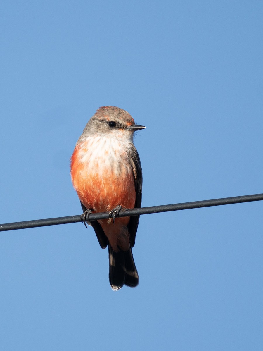 Vermilion Flycatcher - ML644111286