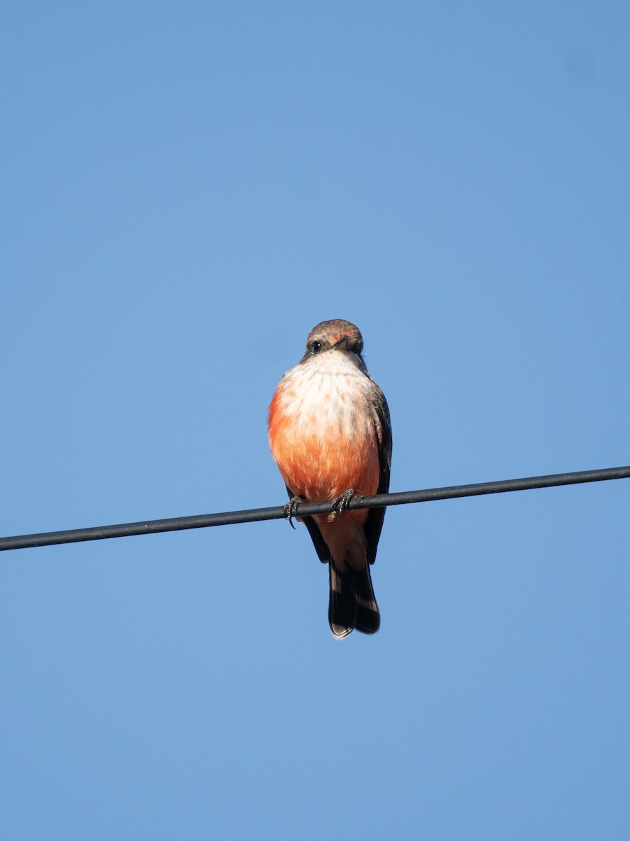 Vermilion Flycatcher - ML644111287