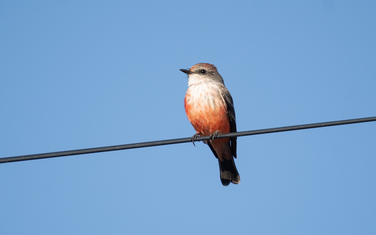Vermilion Flycatcher - ML644111288