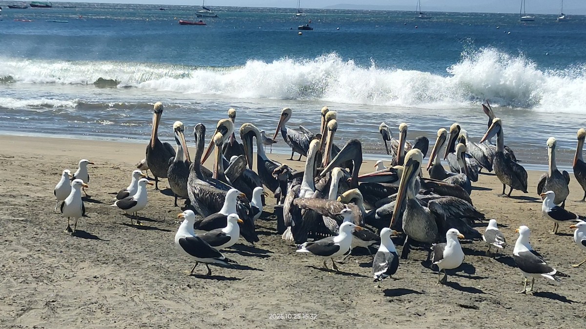 Peru Pelikanı - ML644111294