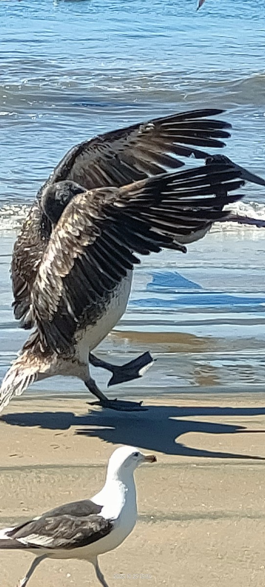 Peru Pelikanı - ML644111295