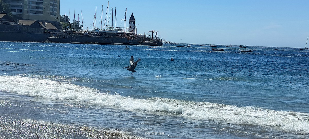 Peru Pelikanı - ML644111297