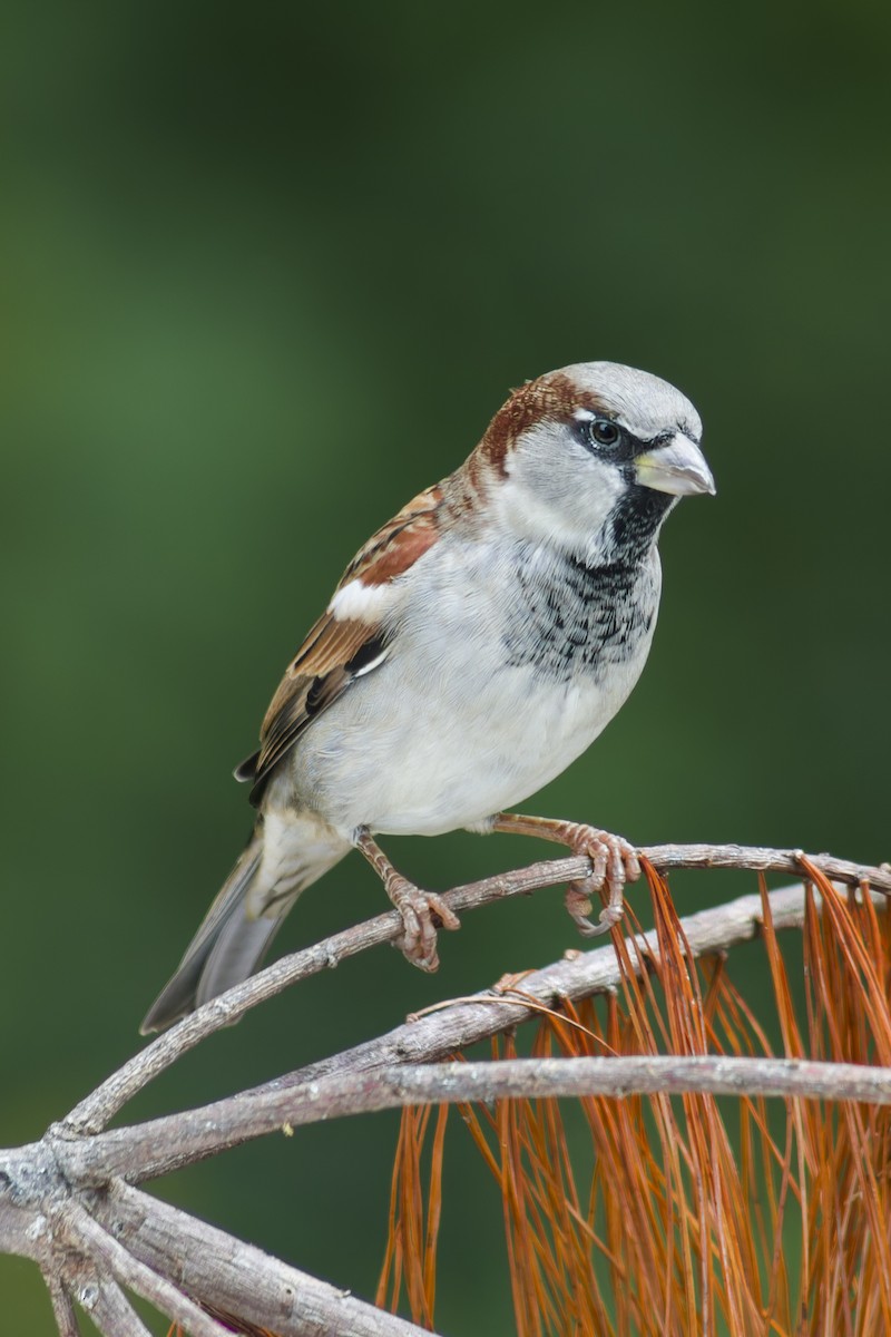Moineau domestique - ML644111301