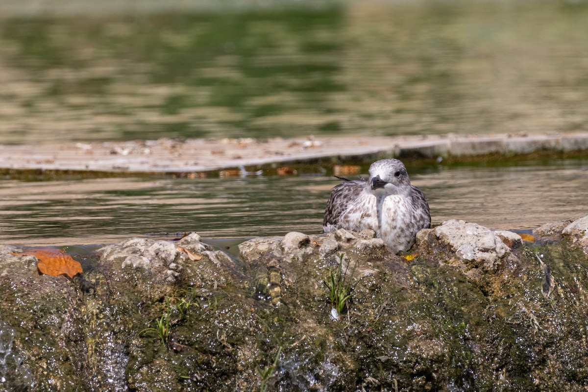 Yellow-legged Gull - ML644111304