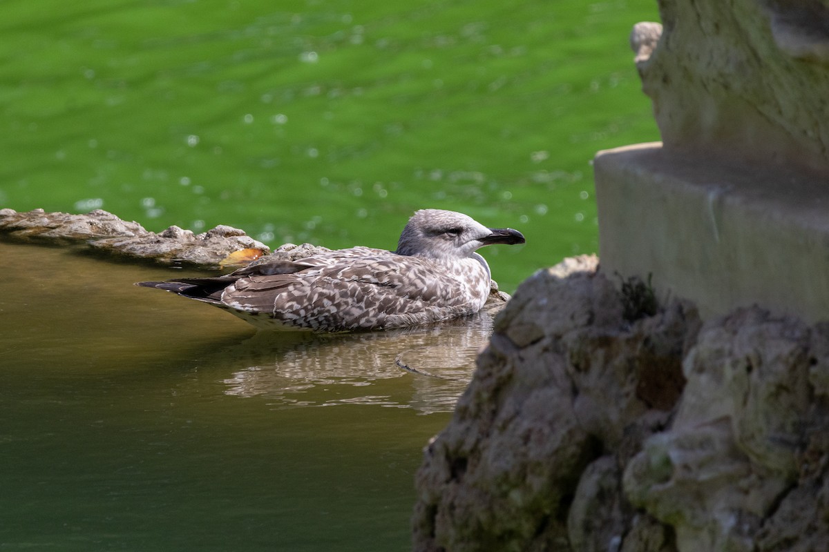Yellow-legged Gull - ML644111305