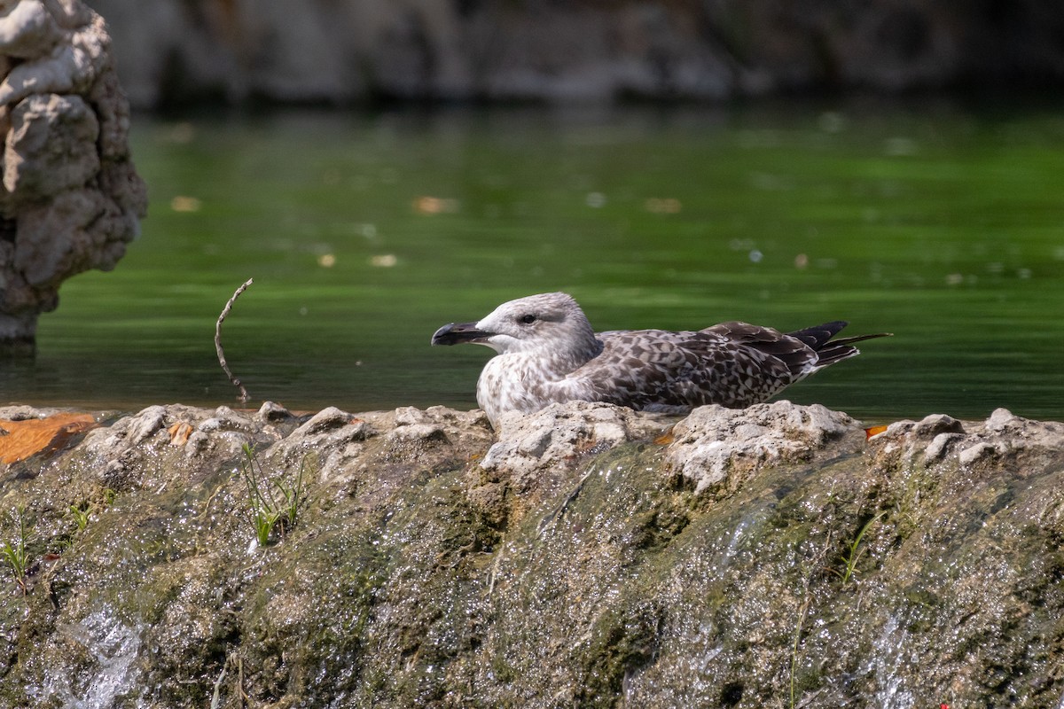 Yellow-legged Gull - ML644111306
