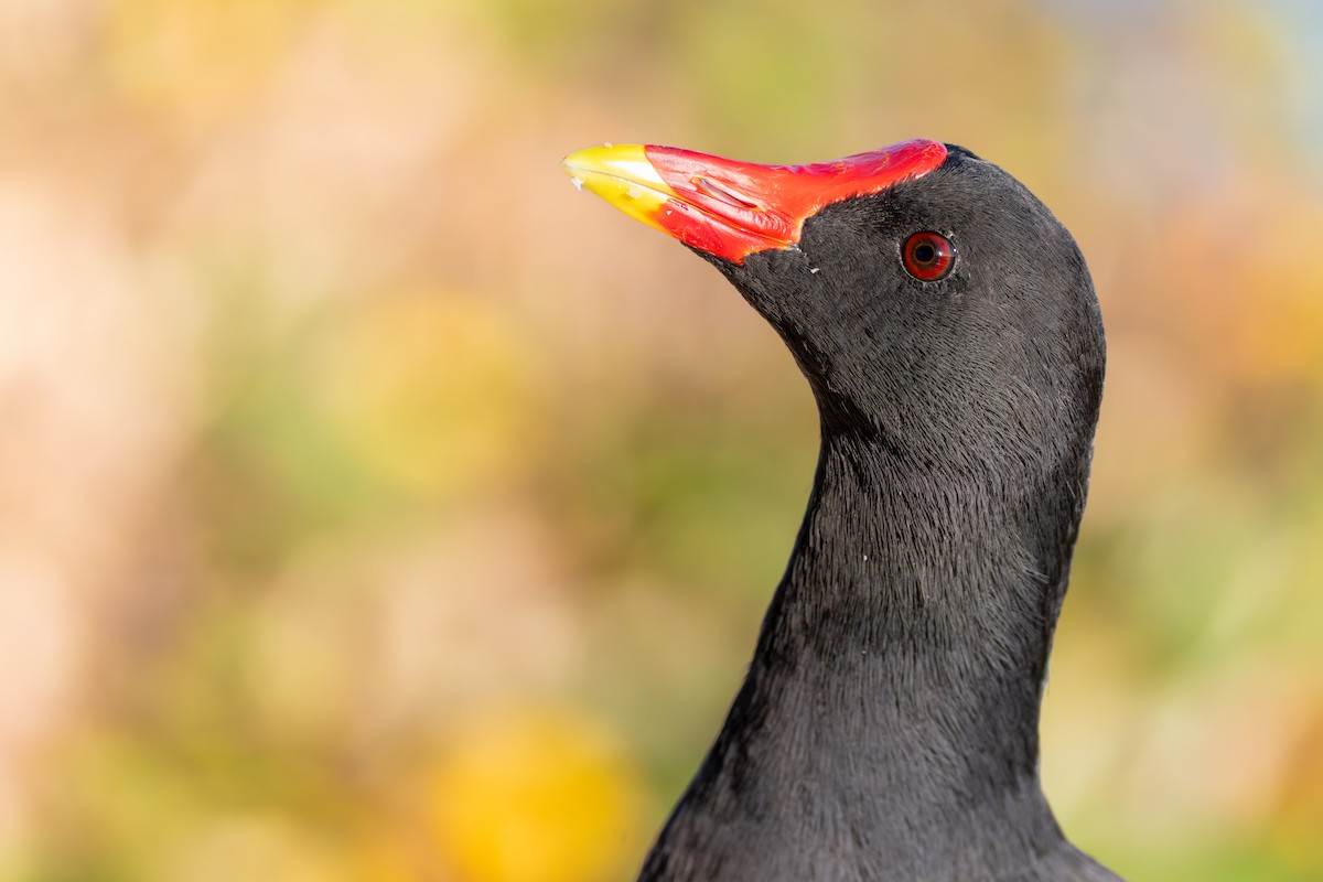Eurasian Moorhen - ML644111333